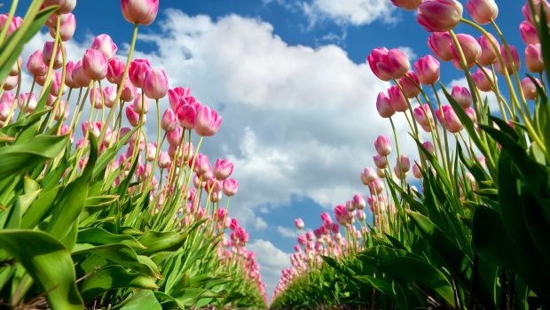 lente Lente